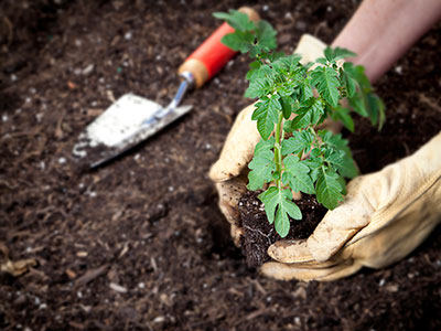 Tomato Plants